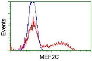 HEK293T cells transfected with either RC220584 overexpress plasmid (Red) or empty vector control plasmid (Blue) were immunostained by anti-MEF2C antibody (ABIN2454323), and then analyzed by flow cytometry. (MEF2C 抗体)