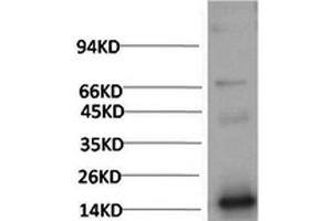 Western Blot analysis of Human Serum using TTR Monoclonal Antibody at dilution of 1:2000. (TTR 抗体)