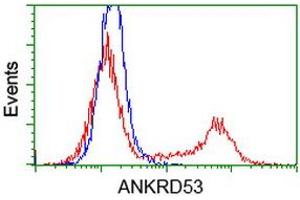 Flow Cytometry (FACS) image for anti-Ankyrin Repeat Domain 53 (ANKRD53) (AA 1-300) antibody (ABIN1490722) (ANKRD53 抗体  (AA 1-300))