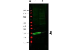Image no. 1 for anti-Myosin Light Chain 6, Alkali, Smooth Muscle and Non Muscle (MYL6) (AA 12-27) antibody (ABIN401347)