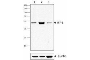 Western Blotting (WB) image for anti-Interferon Regulatory Factor 1 (IRF1) antibody (ABIN2666257) (IRF1 抗体)