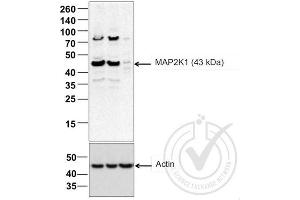 Western Blotting (WB) image for anti-Mitogen-Activated Protein Kinase Kinase 1 (MAP2K1) (AA 2-150) antibody (ABIN686482)