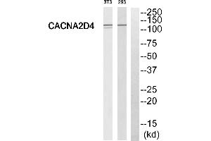 Western blot analysis of extracts from 293 cells and 3T3 cells, using CACNA2D4 antibody. (CACNA2D4 抗体  (Internal Region))