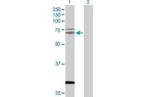 Western Blot analysis of TAF15 expression in transfected 293T cell line by TAF15 MaxPab polyclonal antibody. (TAF15 抗体  (AA 1-592))