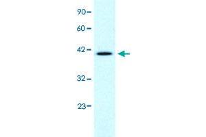 Western Blot analysis of Daudi cell lysate with CCRN4L polyclonal antibody  at 1-2 ug/mL working concentration.