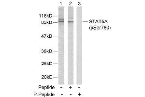 Image no. 2 for anti-Signal Transducer and Activator of Transcription 5A (STAT5A) (pSer780) antibody (ABIN196699) (STAT5A 抗体  (pSer780))