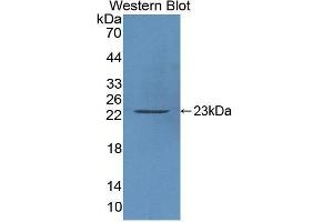 Western Blotting (WB) image for anti-Caspase 3 (CASP3) (AA 29-175) antibody (ABIN1077911) (Caspase 3 抗体  (AA 29-175))