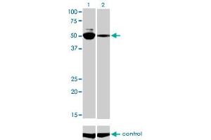 Western blot analysis of MYCN over-expressed 293 cell line, cotransfected with MYCN Validated Chimera RNAi (Lane 2) or non-transfected control (Lane 1). (MYCN 抗体  (AA 1-100))