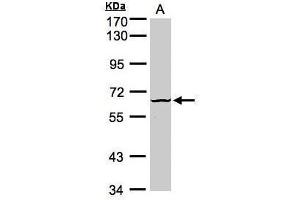 WB Image Sample (30μg whole cell lysate) A:Raji , 7. (DYRK3 抗体)