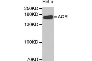 Western blot analysis of extracts of HeLa cells, using AQR antibody (ABIN5973580). (AQR 抗体)