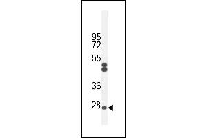 C Antibody (Center) (ABIN654951 and ABIN2844592) western blot analysis in CHO cell line lysates (35 μg/lane). (C6ORF62 抗体  (AA 118-147))