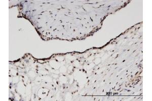 Immunoperoxidase of monoclonal antibody to RPS11 on formalin-fixed paraffin-embedded human placenta. (RPS11 抗体  (AA 59-158))