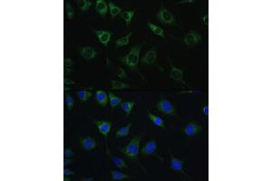 Immunofluorescence analysis of L929 cells using SRPRB antibody (ABIN6132685, ABIN6148459, ABIN6148460 and ABIN6214895) at dilution of 1:100. (SRPRB 抗体  (AA 57-271))