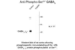 Western Blot of Anti-GABA(A) Receptor gamma 2 pS327 (Rabbit) Antibody - 612-401-D52 Western Blot of Rabbit Anti-GABA(A) Receptor gamma 2 pS327 antibody.