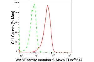 anti-WAS Protein Family, Member 2 (WASF2) antibody