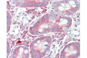 Anti-CASKIN1 antibody IHC staining of human small intestine. (CASKIN1 抗体  (Internal Region))