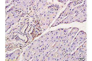 Formalin-fixed and paraffin embedded mouse pancreas tissue labeled with Anti-Phospho-IRF7 (Ser471/472) Polyclonal Antibody, Unconjugated (ABIN742703) at 1:200 followed by conjugation to the secondary antibody and DAB staining (IRF7 抗体  (pSer471, pSer472))