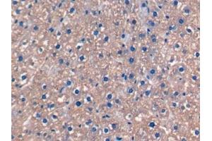 Detection of FGF15 in Rat Liver Tissue using Monoclonal Antibody to Fibroblast Growth Factor 15 (FGF15) (FGF15 抗体  (AA 25-218))