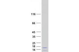 Western Blotting (WB) image for phosphodiesterase 6H, CGMP-Specific, Cone, gamma (PDE6H) protein (Myc-DYKDDDDK Tag) (ABIN2728526)