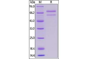 Human ANGPTL7, Mouse IgG2a Fc Tag on  under reducing (R) condition.
