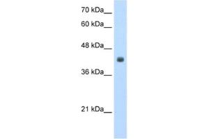 Western Blotting (WB) image for anti-Cysteine Conjugate-beta Lyase 2 (CCBL2) antibody (ABIN2462073) (CCBL2 抗体)