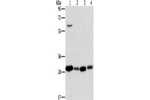 Western Blotting (WB) image for anti-Mitochondrial Ribosomal Protein L28 (MRPL28) antibody (ABIN2423811) (MRPL28 抗体)