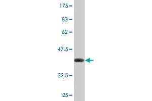 Western Blot detection against Immunogen (36. (RPS14 抗体  (AA 45-144))