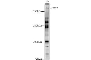 Western blot analysis of extracts of F9 cells, using TET2 antibody (ABIN7270780) at 1:1000 dilution. (TET2 抗体)