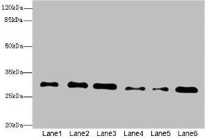 Western blot All lanes: STX7antibody at 2. (Syntaxin 7 抗体  (AA 1-170))