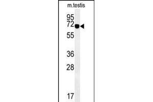 Western blot analysis of ZBTB5 Antibody (N-term) (ABIN651495 and ABIN2840267) in mouse testis tissue lysates (35 μg/lane). (ZBTB5 抗体  (N-Term))