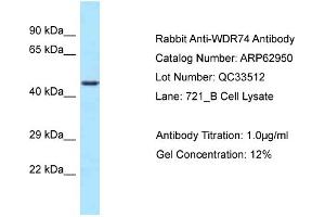 Western Blotting (WB) image for anti-WD Repeat Domain 74 (WDR74) (C-Term) antibody (ABIN2789311) (WDR74 抗体  (C-Term))