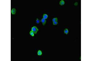 Immunofluorescence staining of HepG2 cells with ABIN7151516 at 1:333, counter-stained with DAPI. (EAF2 抗体  (AA 6-100))