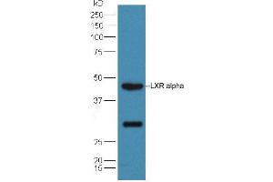 Mouse liver lysates probed with Rabbit Anti-LXR alpha + LXR beta Polyclonal Antibody, Unconjugated (ABIN2177438) at 1:300 overnight at 4 °C. (NR1H3 抗体  (AA 361-447))
