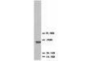 Image no. 2 for anti-C-Fos Induced Growth Factor (Vascular Endothelial Growth Factor D) (Figf) (AA 101-115) antibody (ABIN1493925) (VEGFD 抗体  (AA 101-115))