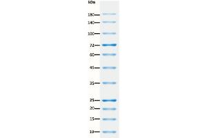 SDS-PAGE (SDS) image for ExcelBand™ All Blue Regular Range Plus Protein Marker (ABIN5662607)