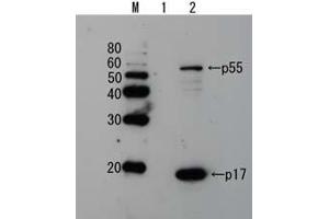 Western Blotting (WB) image for anti-Human Immunodeficiency Virus 1 Matrix (HIV-1 p17) (full length) antibody (ABIN2452017) (HIV-1 p17 抗体  (full length))