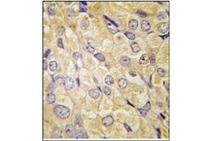 Image no. 2 for anti-Frizzled Family Receptor 1 (Fzd1) (AA 374-404), (Middle Region) antibody (ABIN357911) (FZD1 抗体  (Middle Region))