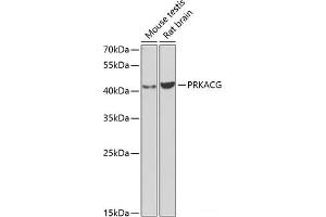 Western blot analysis of extracts of various cell lines using PRKACG Polyclonal Antibody at dilution of 1:1000. (PRKACG 抗体)