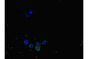 Immunofluorescent analysis of HepG2 cells using ABIN7161435 at dilution of 1:100 and Alexa Fluor 488-congugated AffiniPure Goat Anti-Rabbit IgG(H+L) (NRP2 抗体  (AA 60-209))