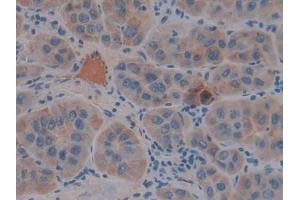 Immunohistochemistry (IHC) image for anti-Fibrinogen gamma Chain (FGG) (AA 166-416) antibody (ABIN7434950)