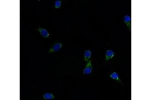 IF analysis of ABCG8 using anti-ABCG8 antibody (ABIN5518720).