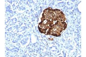 Immunohistochemical staining (Formalin-fixed paraffin-embedded sections) of human pancreas with CHGA recombinant monoclonal antibody, clone CHGA/1815R . (Recombinant Chromogranin A 抗体)