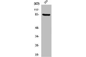 Western Blot analysis of 293 cells using PNPase Polyclonal Antibody (PNPT1 抗体  (C-Term))