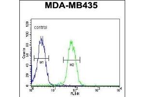 ASM3A Antibody (C-term) (ABIN651168 and ABIN2840109) flow cytometric analysis of MDA-M cells (right histogram) compared to a negative control cell (left histogram). (SMPDL3A 抗体  (C-Term))