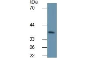 Detection antibody from the kit in WB with Positive Control:  Sample Mouse liver lysate. (IL1A ELISA 试剂盒)