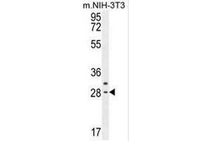 CLDN22 Antibody (Center) western blot analysis in mouse NIH-3T3 cell line lysates (35µg/lane). (Claudin 22 (CLDN22) (AA 97-126), (Middle Region) 抗体)