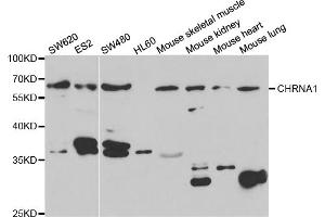 Western blot analysis of extracts of various cell lines, using CHRNA1 antibody. (CHRNA1 抗体)