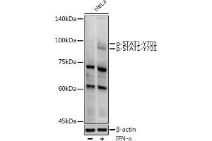 Western blot analysis of extracts of HeLa cells, using Phospho-ST-Y701 antibody (ABIN3019607, ABIN3019608, ABIN3019609 and ABIN1682075) at 1:1000 dilution. (STAT1 抗体  (pTyr701))