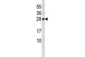 CD79b antibody western blot analysis in mouse liver tissue lysate (CD79b 抗体  (AA 93-121))