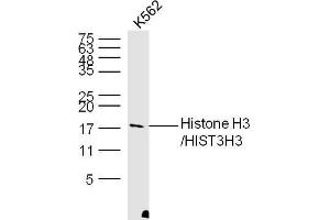 K562 Cell lysates probed with Histone H3 Polyclonal Antibody, unconjugated  at 1:300 overnight at 4°C followed by a conjugated secondary antibody at 1:10000 for 60 minutes at 37°C. (Histone 3 抗体  (AA 71-136))
